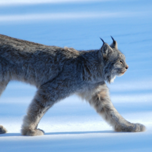 Canada lynx small